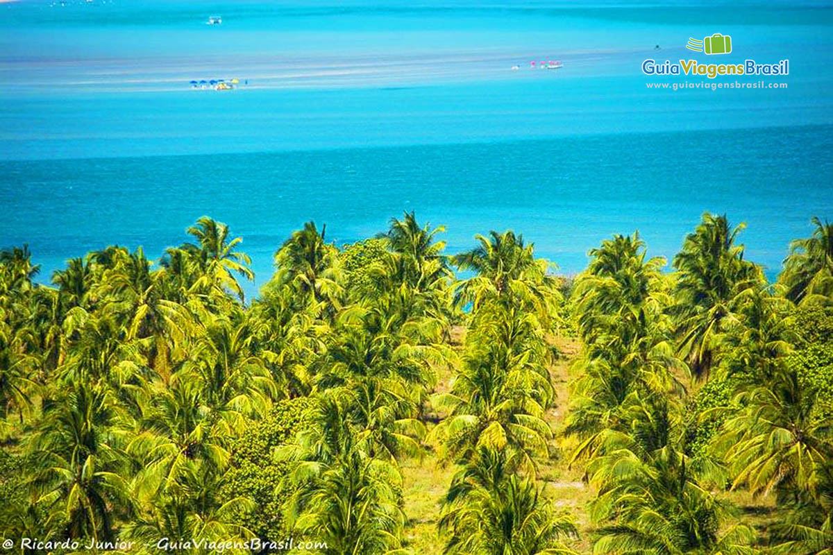 Imagem aérea dos coqueiro e ao fundo a magnífica Praia do Gunga, em Maceió, Alagoas, Brasil.