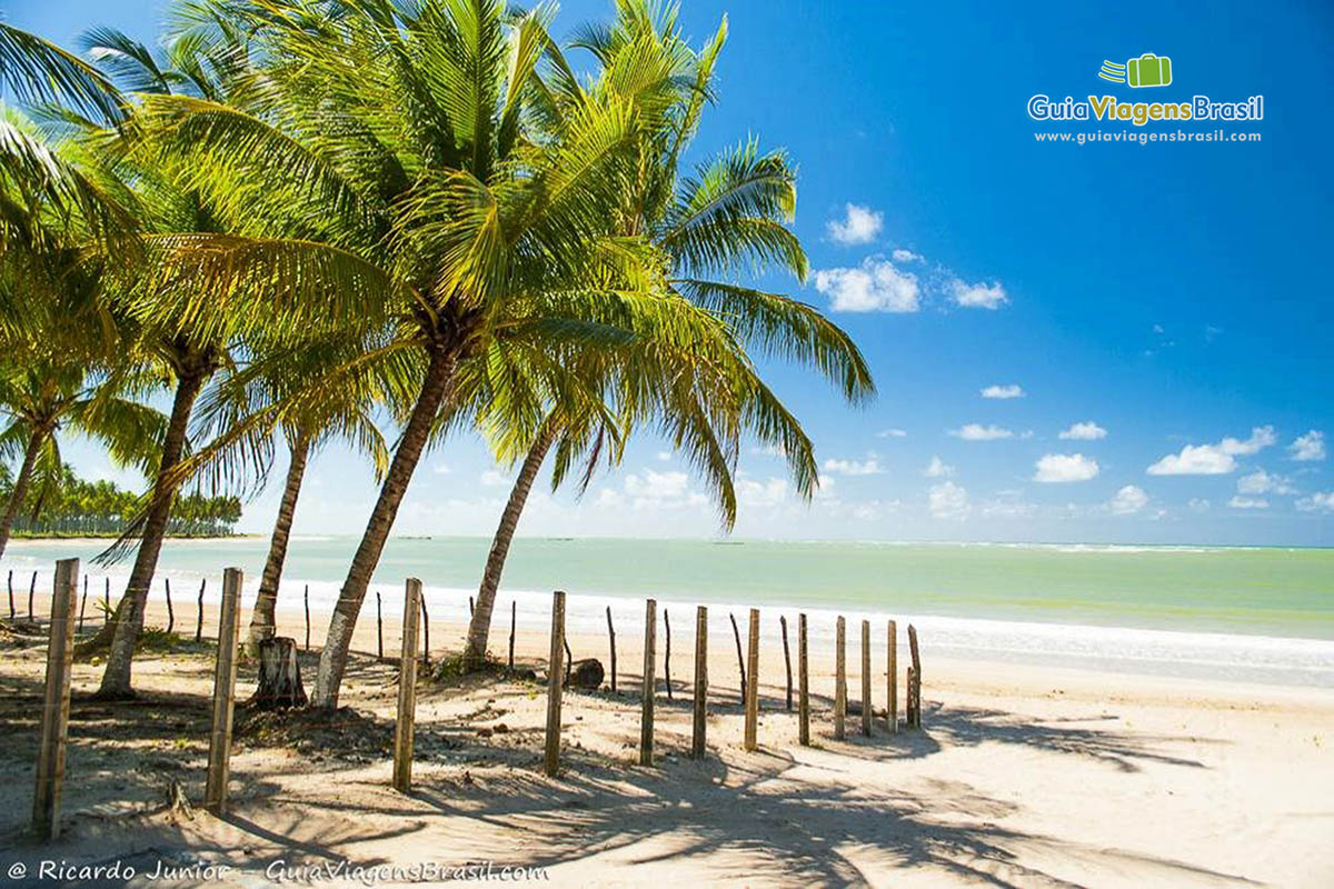 Imagem de coqueiros na Praia do Marceneiro com cerca em volta dos coqueiros e ao fundo  o belo mar.