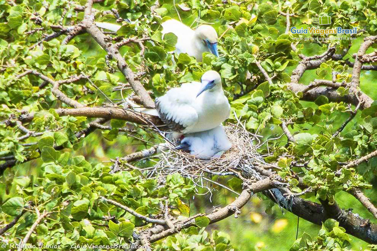 Imagem de lindos pássaros de bico azul no topo de uma árvore, na Praia do Sancho, em Fernando de Noronha, Pernambuco, Brasil.