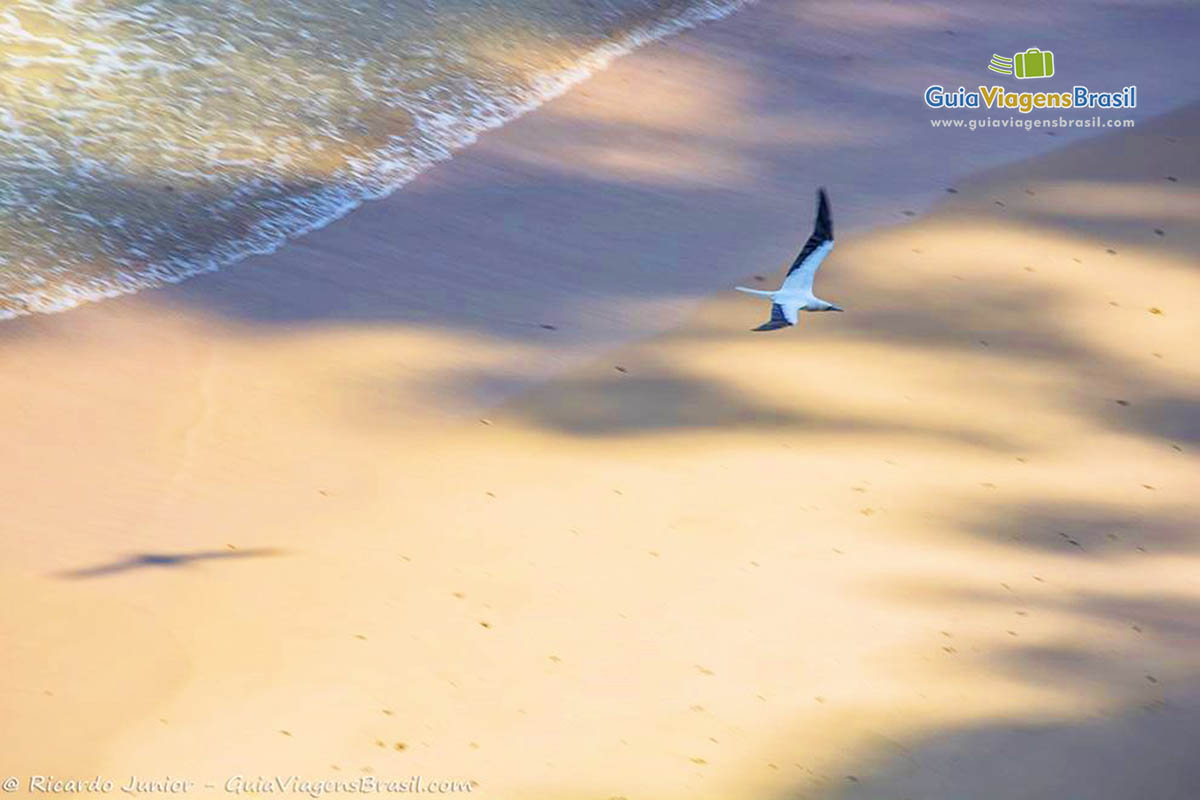 Imagem de pássaro voando sob areia da Praia do Sancho, em Fernando de Noronha, Pernambuco, Brasil.