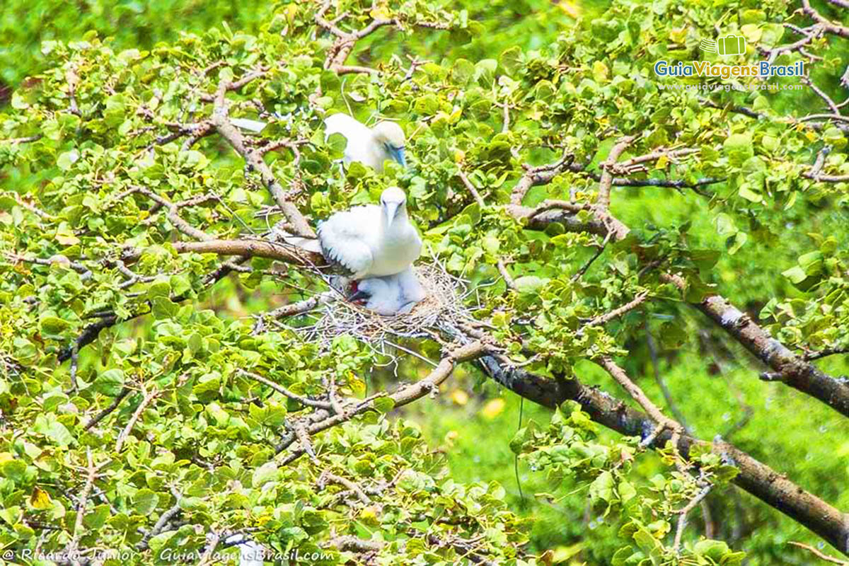 Imagem de pássaros no topo de uma árvore, em ninho, na Praia do Sancho, em Fernando de Noronha, Pernambuco, Brasil. 