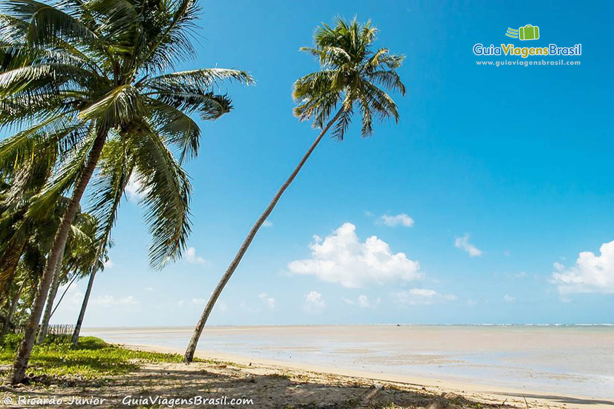 Imagem do coqueiral na Praia Patacho, em Alagoas.