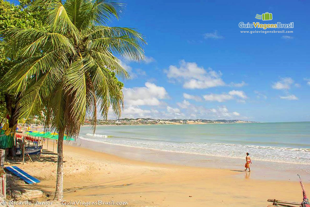 Imagem do coqueiro a esquerda e a direita a encantadora praia.