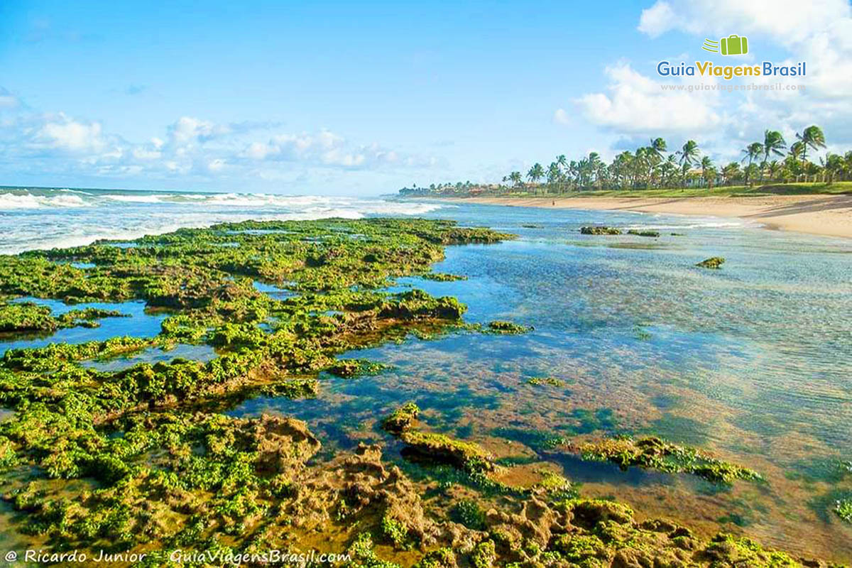 Imagem de alga nas pedras da encantadora praia.