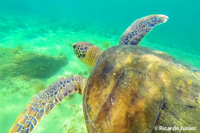 Imagem da bela tartaruga nadando nas águas de Fernando de Noronha.
