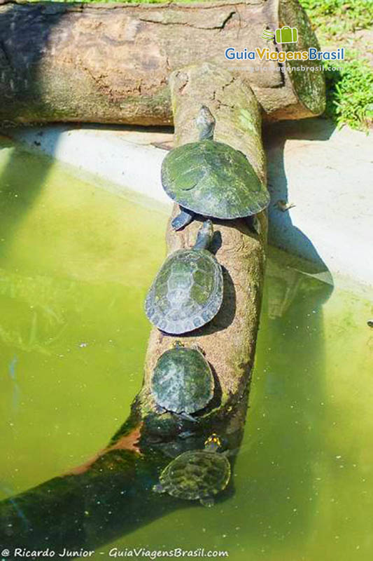 Imagem de tartarugas saindo da água, subindo pelo um tronco de árvore.