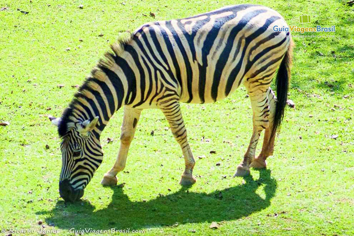 Imagem de uma zebra se alimentando no zoológico.