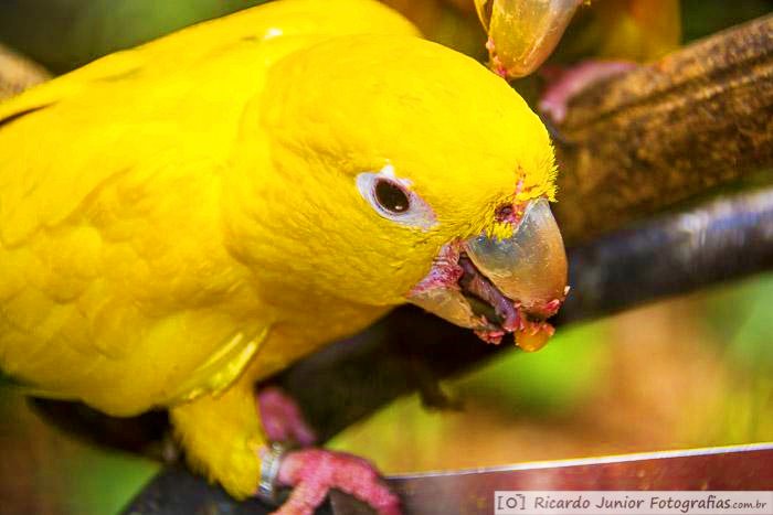 Imagem de um pássaro amarelo se alimentando.