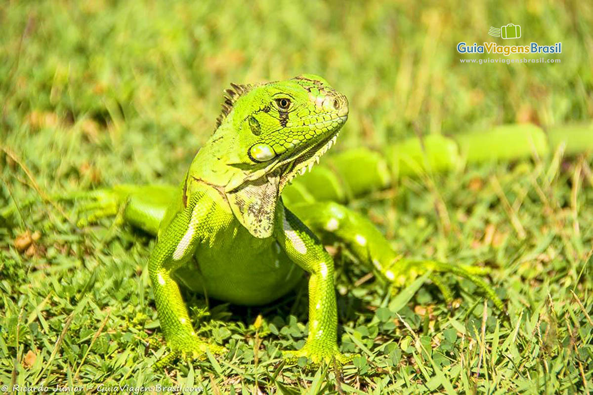 Imagem de lindo lagarto verde na grama em Costa do Sauípe.