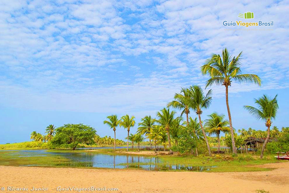 Imagem de belíssimos e grandes coqueiros na Praia do Cardeiro.