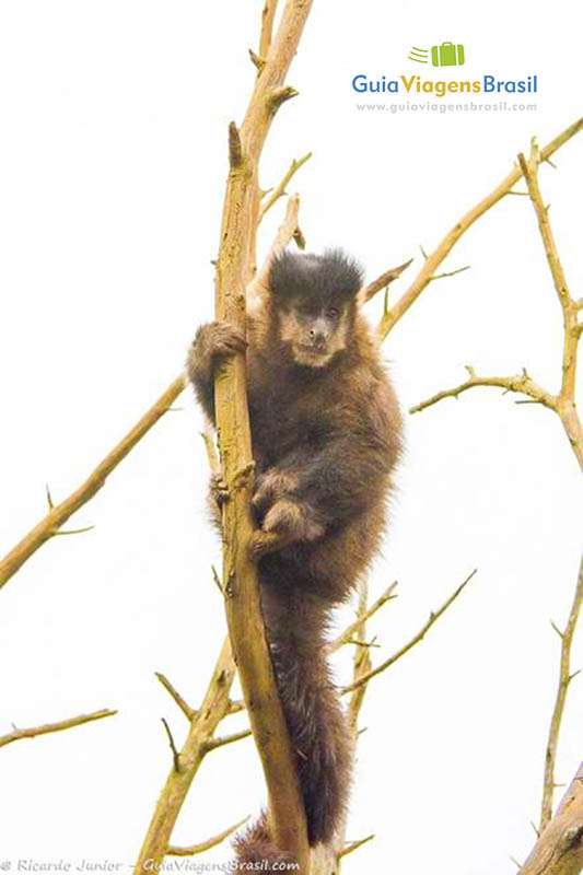 Imagem de macaco no galho de uma árvore, olhando os visitantes.