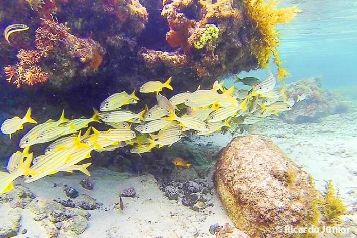 Imagem de lindo corais de peixes no fundo do mar em Pernambuco.