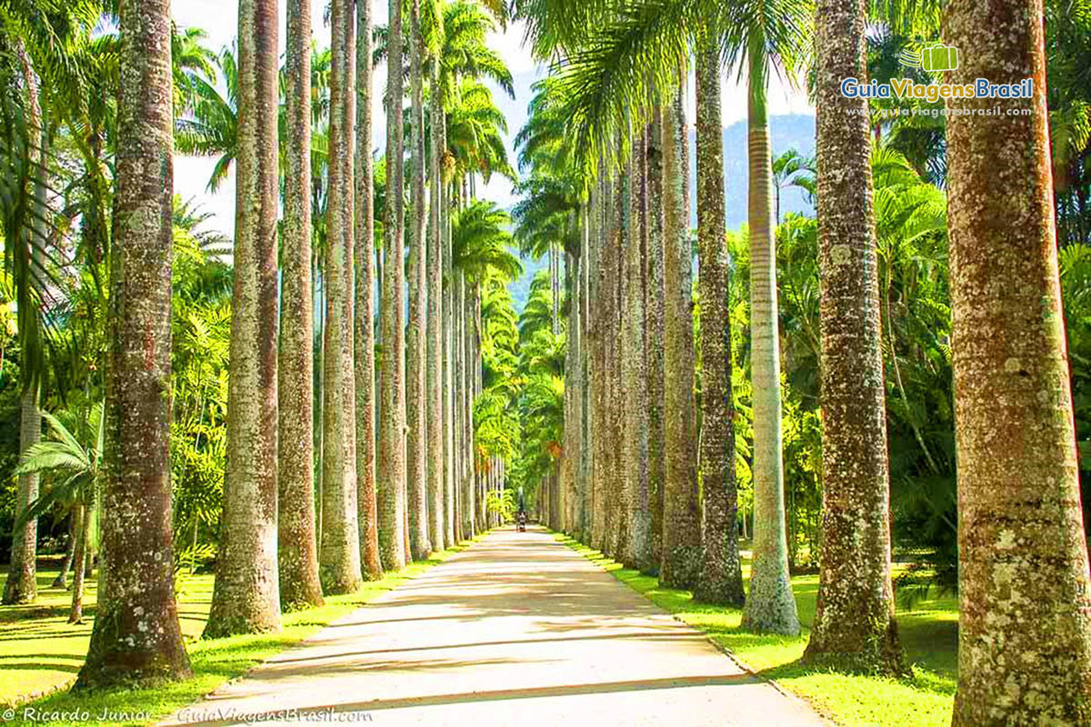 Imagem de um caminho com belas palmeiras centenárias.