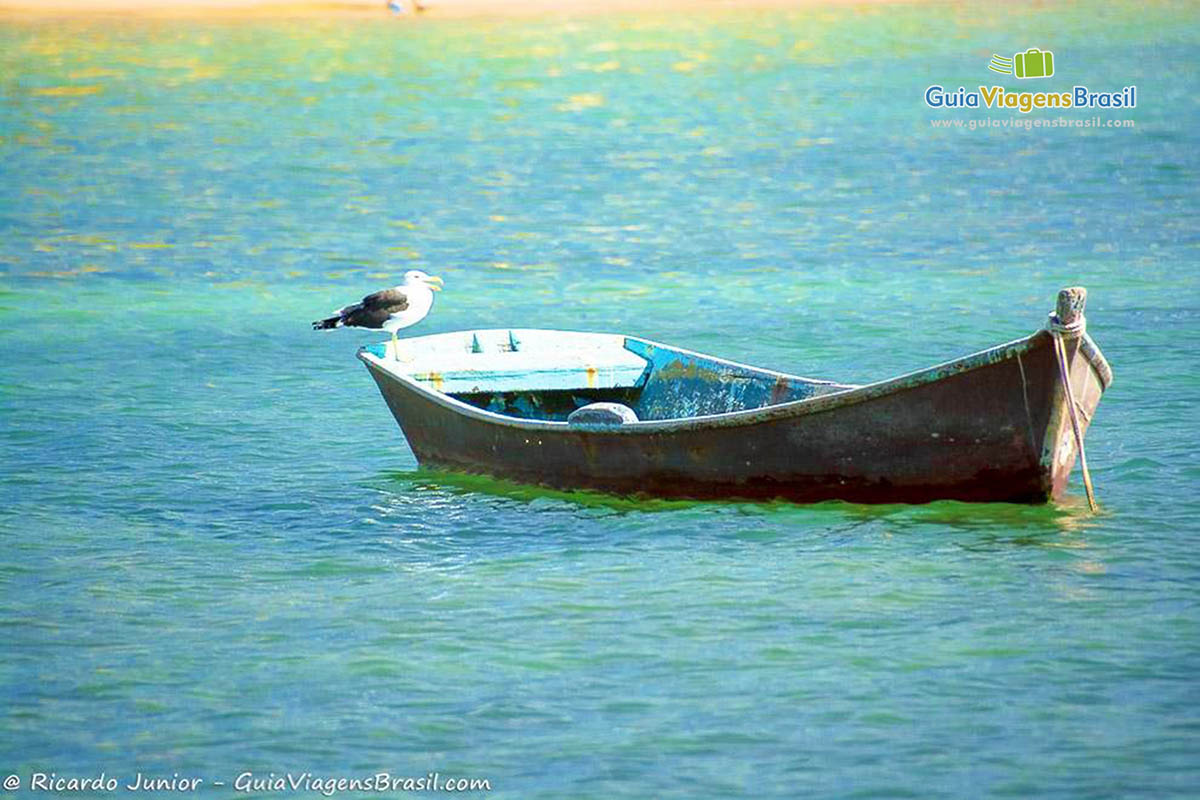Imagem de pássaro em cima barco de pescar em alto mar na Praia Tartaruga.