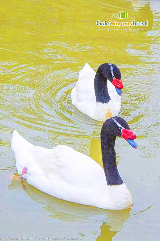 Imagem de dois patos no lago  do Gramadozoo.