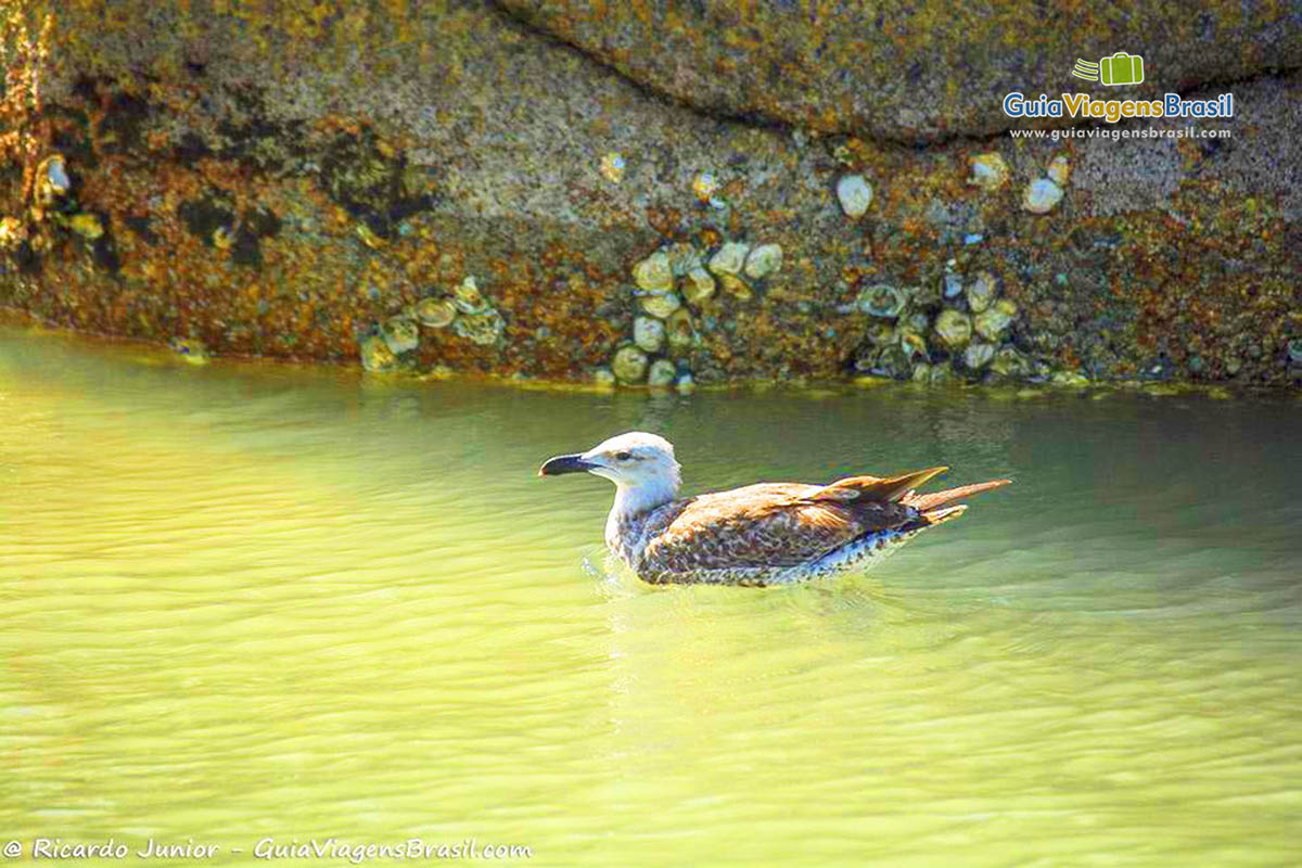 Imagem de um pato nas águas claras da Praia Canto Grande.