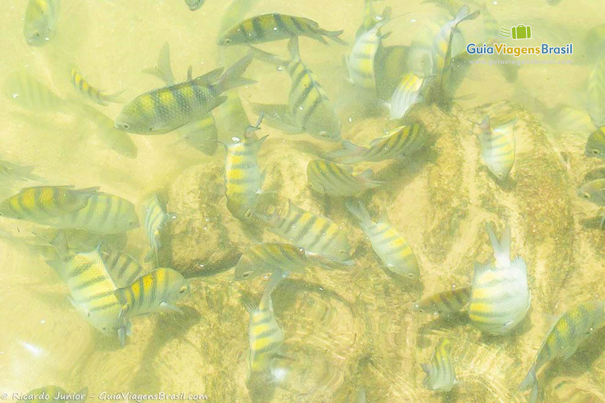 Imagem de peixes que turistas veem na Praia Lagoinha.