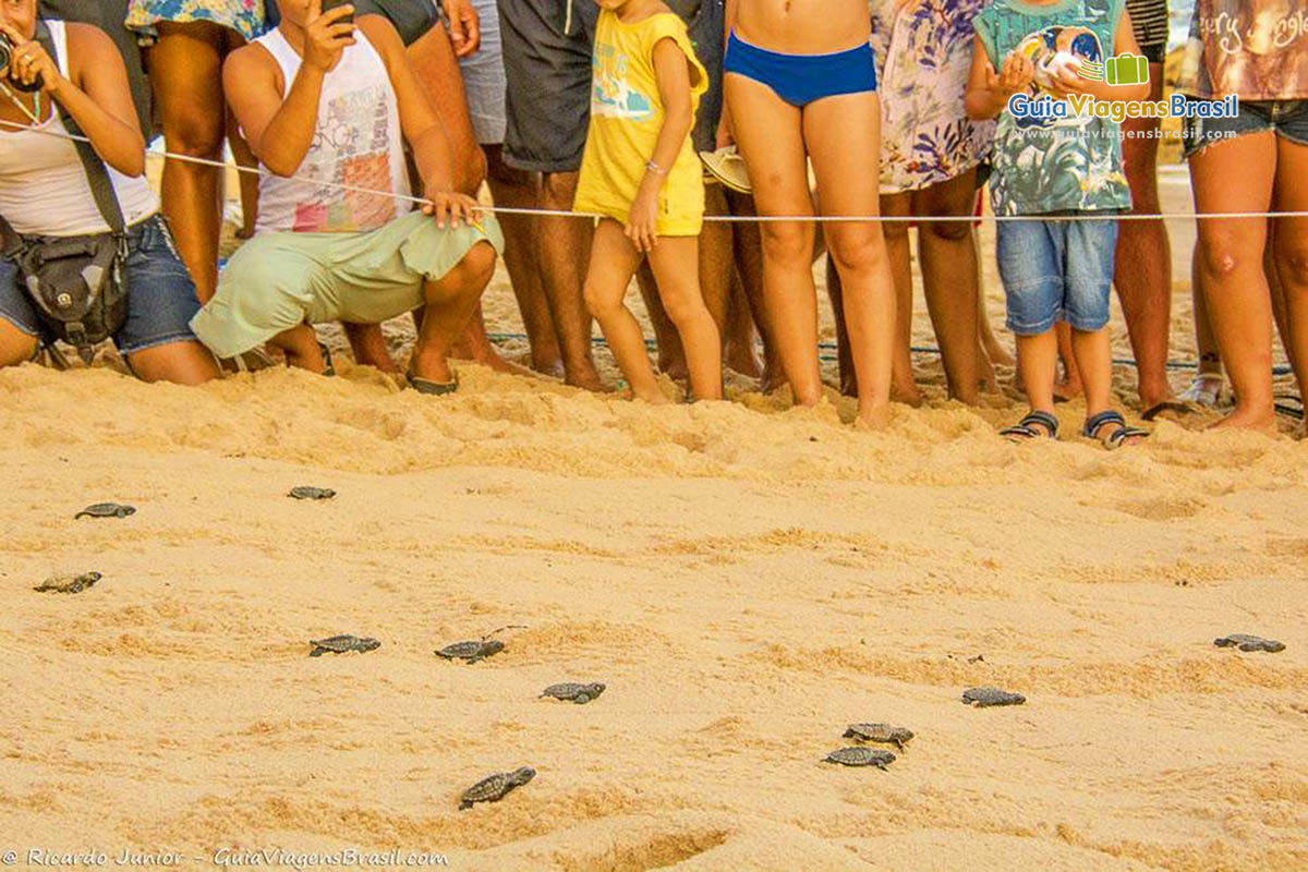 Imagem de pessoas olhando as pequenas tartarugas andando nas areias da praia.