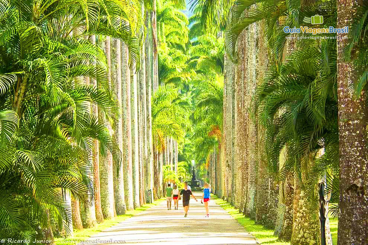 Imagem de palmeiras centenária e fantástica do Jardim Botânico.