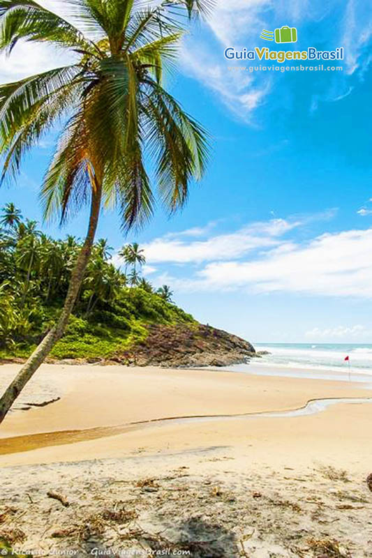 Imagem de coqueiros que faz sombras para os turistas além do charme especial da linda Praia Costa.