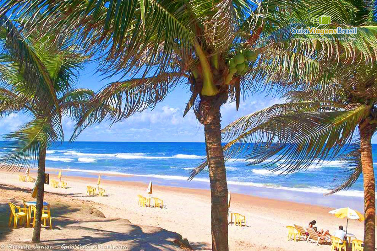 Imagem de lindos coqueiros que dão sombras maravilhosas para os turistas na Praia Flamengo.