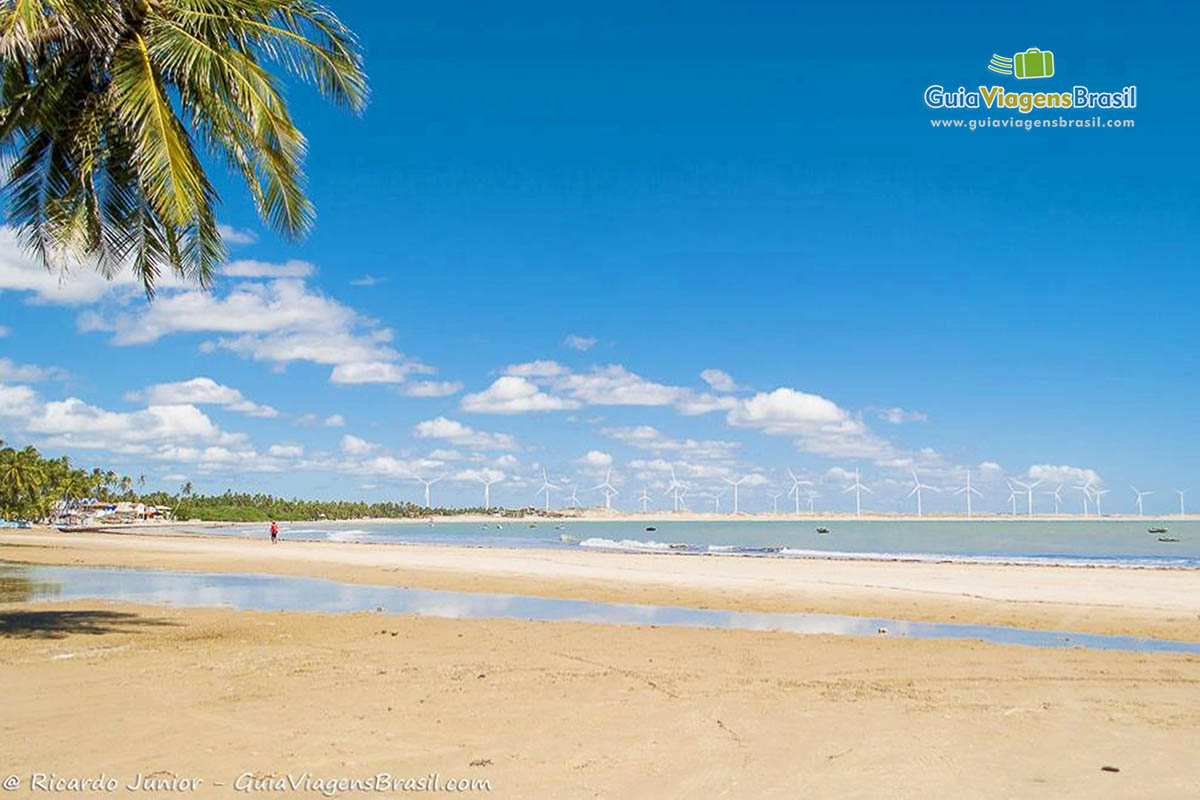 Imagem encantadora dos coqueiros e cataventos da Praia de Icaraí de Amontada.