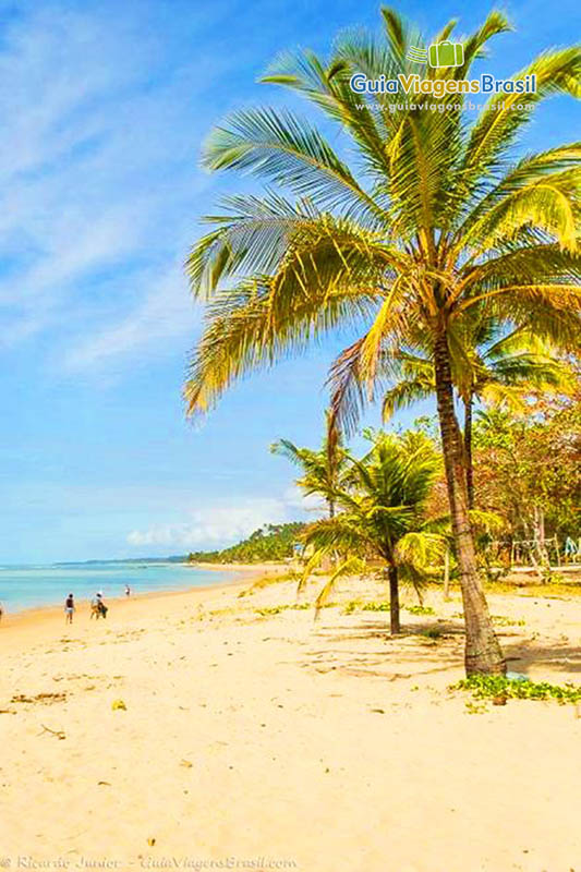 Imagem de coqueiros que dá um charme na linda Praia Mucugê.