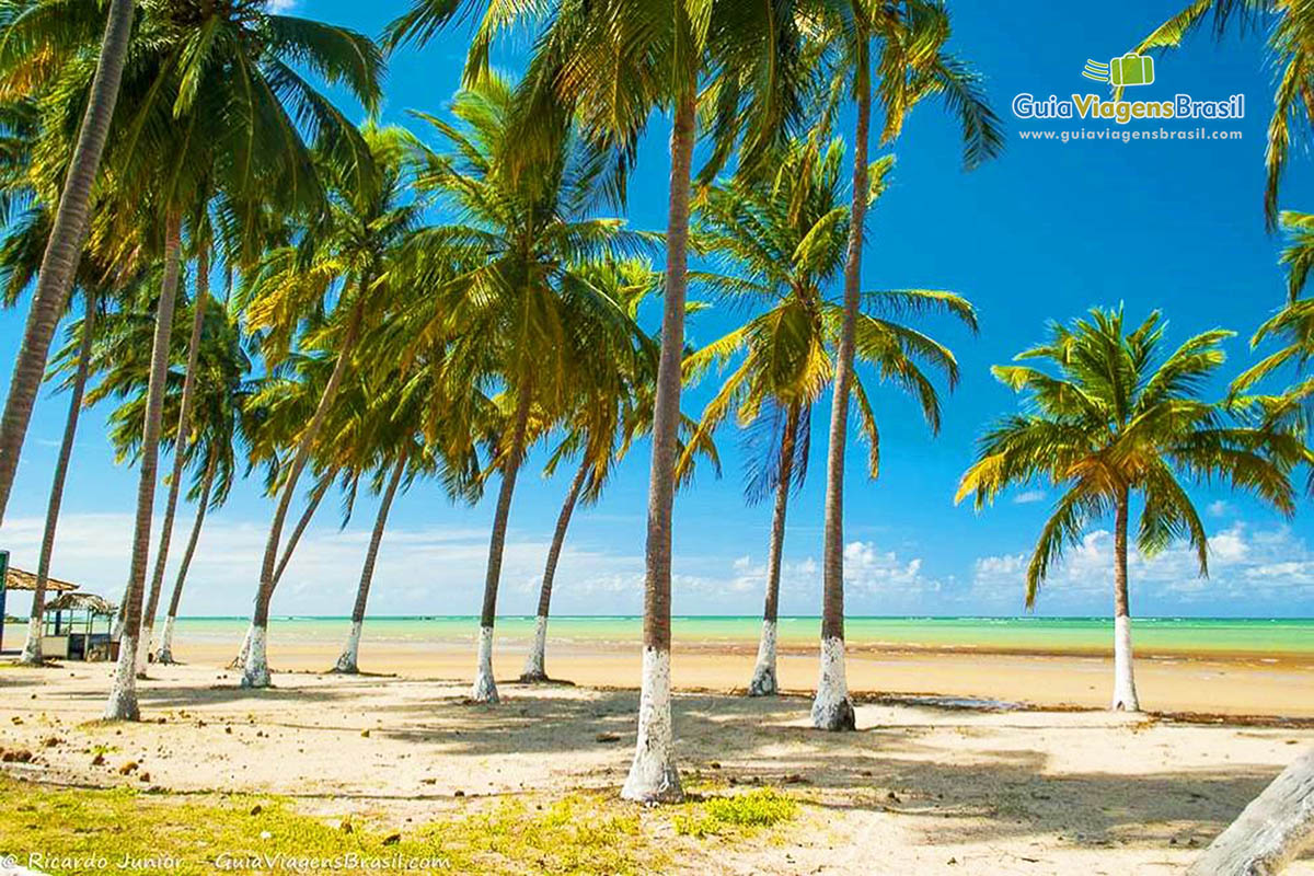 Imagem de coqueiros nas areias da Praia Paripueira.