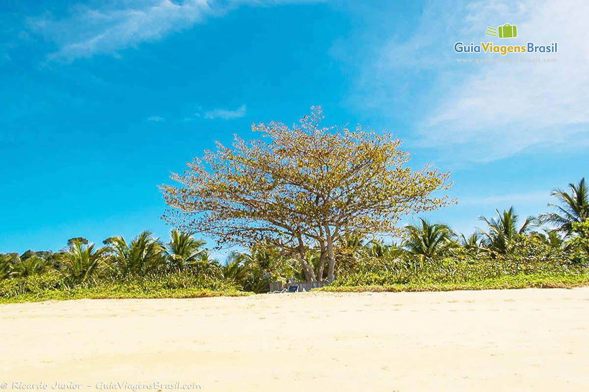 Imagem das areias e ao fundo uma bela árvore no meio de coqueiros