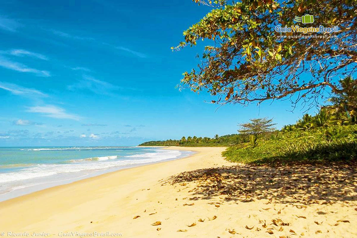 Imagem bela árvore fazendo sombra nas areias da praia.