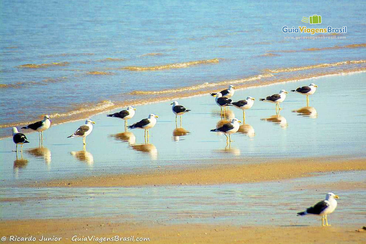 Imagem de pássaros na beira do mar, na Praia Geribá.