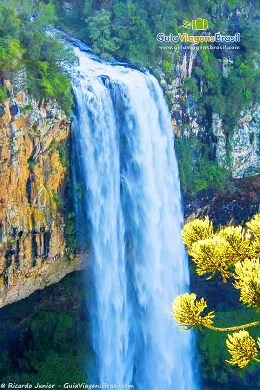 Imagem das araucária e ao fundo a bela cachoeira.