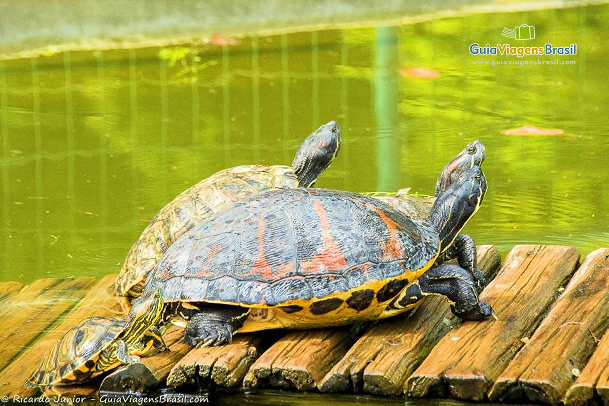 Imagem aproximada de duas tartarugas do Jardim Botânico.