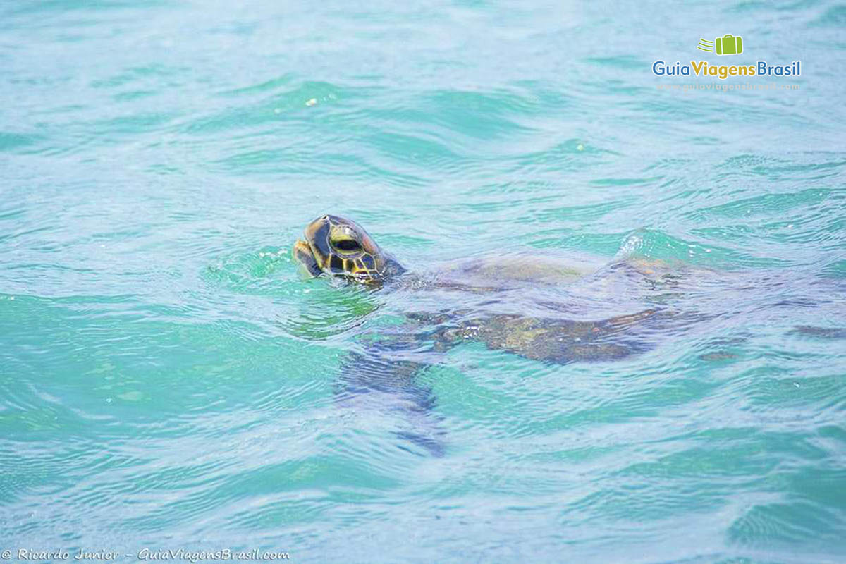 Imagem de uma enorme tartaruga mergulhando nas águas da Praia do Pinto.