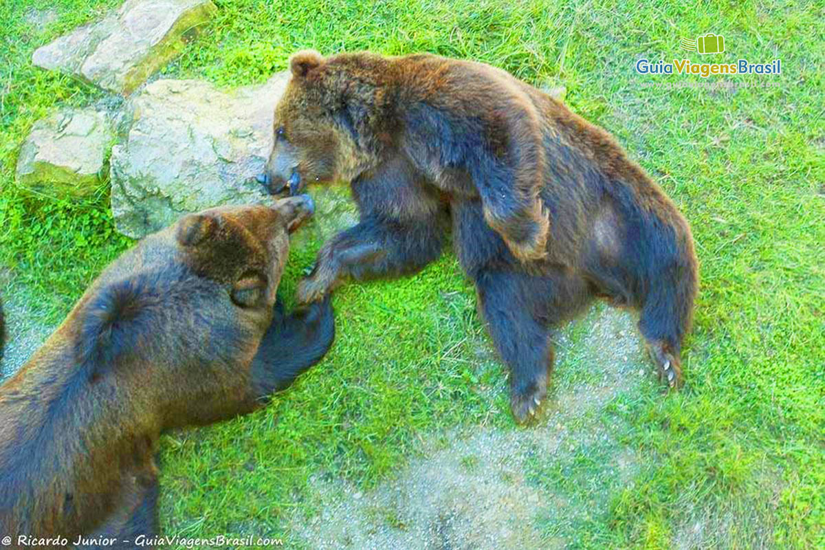 Imagem de enormes e belos ursos.