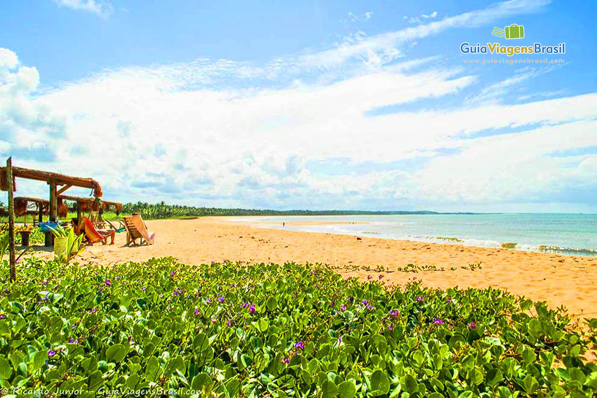 Imagem da vegetação rasteira e ao fundo a linda praia.