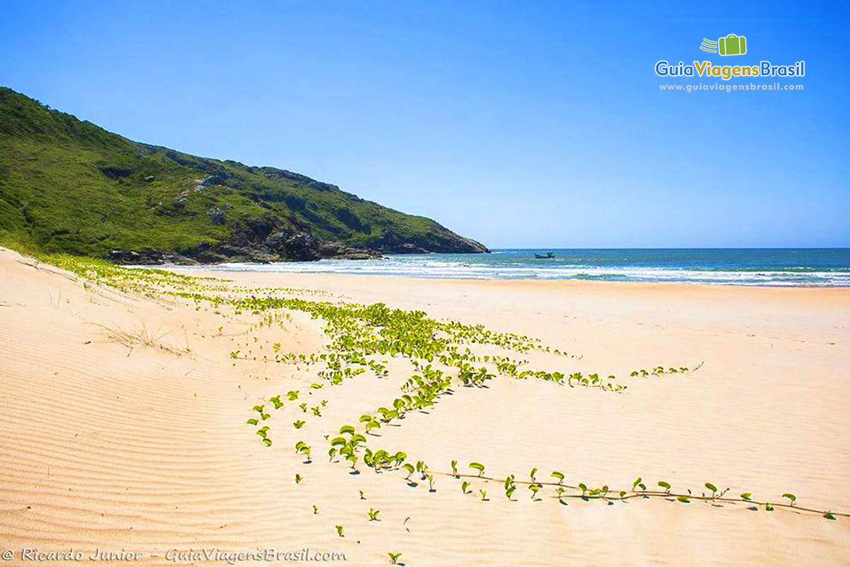 Imagem de plantas na areia da Praia Lagoinha do Leste.