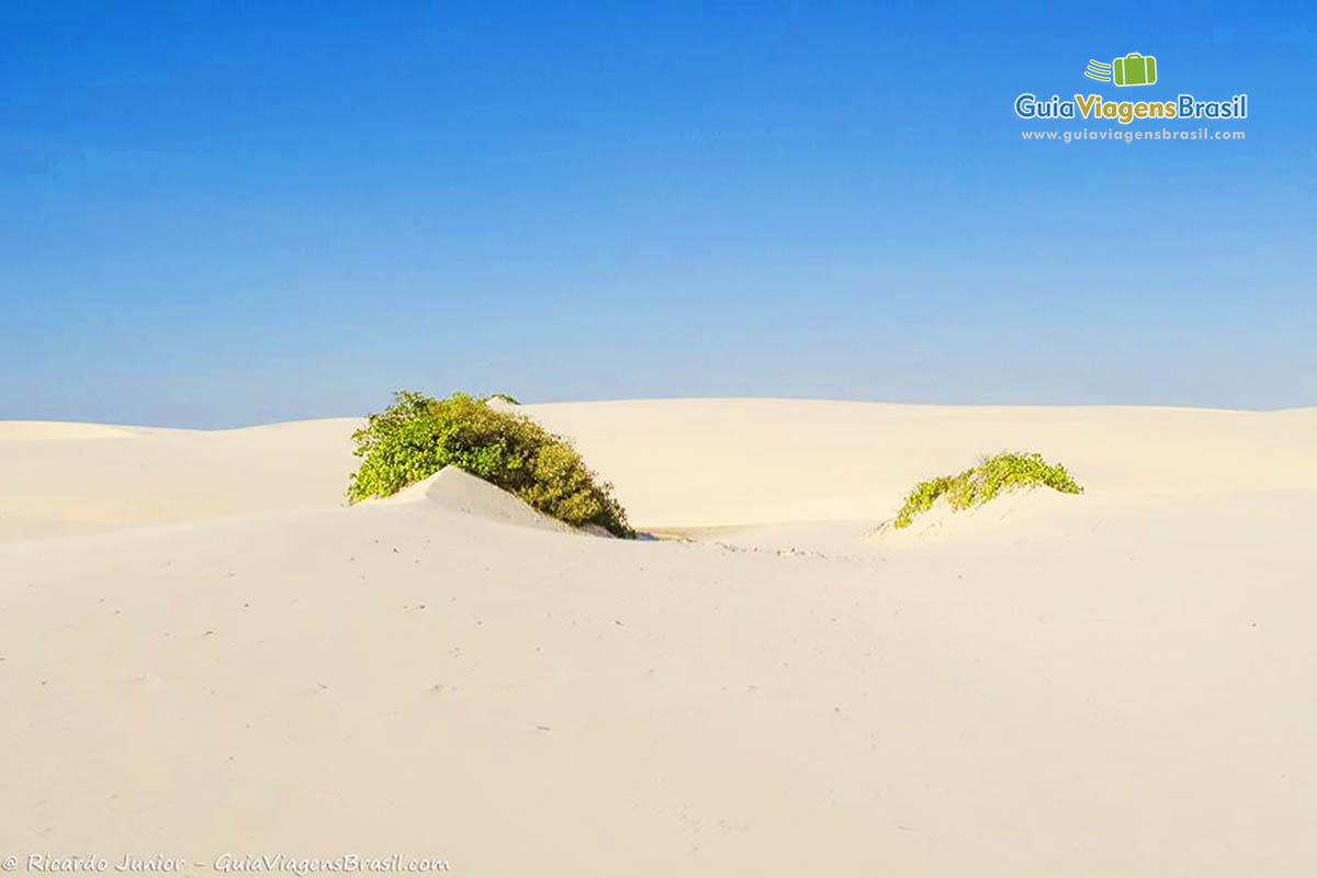 Imagem de linda vegetação nas dunas.